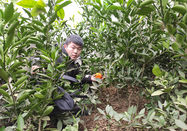 23天交易67萬,“00后”商家在惠農網種出了“發財樹”