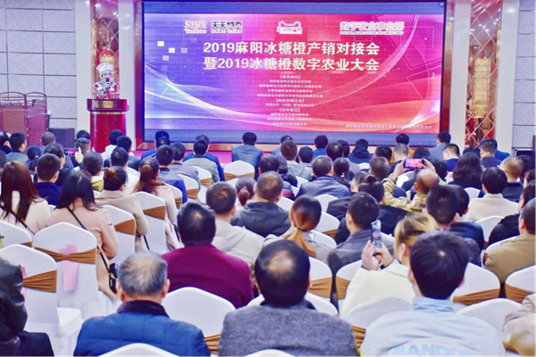 麻陽冰糖橙產銷對接會舉辦,惠農網助推“山果”變“俏果”