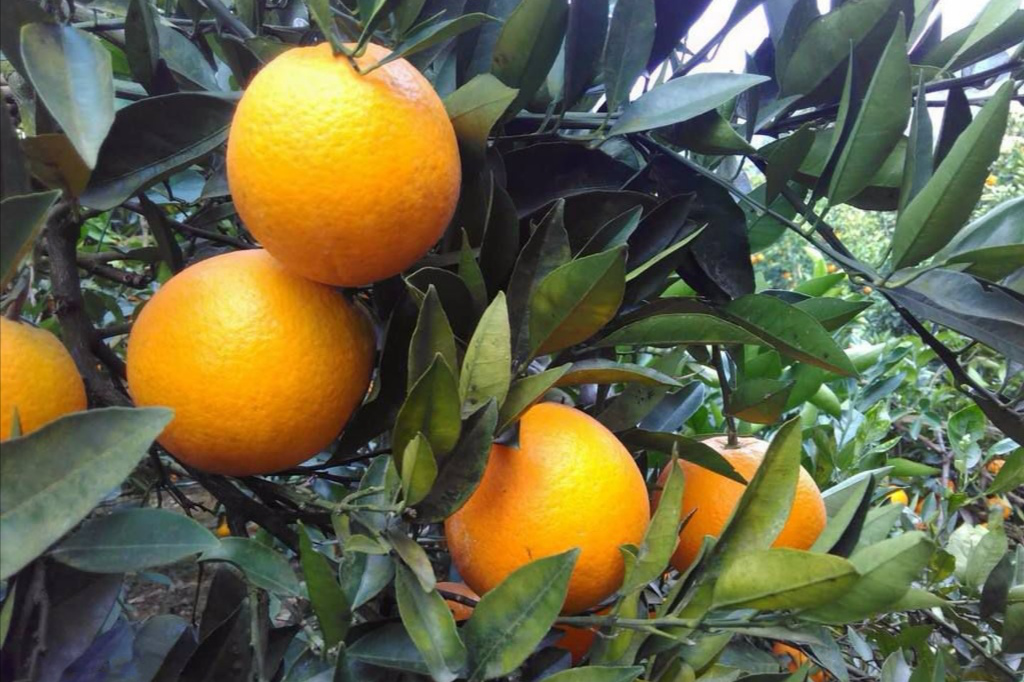 惠農網電商扶貧顯成效,新寧農產品受熱捧