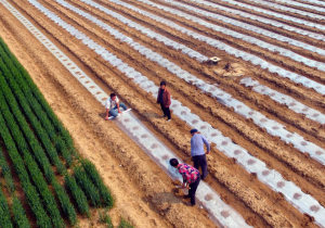 疫情之后,農(nóng)資行業(yè)的“危”與“機”