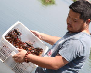 勵志!惠農(nóng)網(wǎng)90后商家一年賣出1000萬洪湖小龍蝦