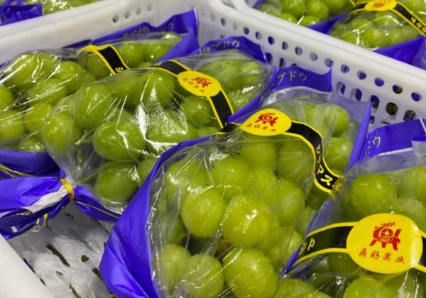 惠農網代賣服務:陽光玫瑰一個月賣出44車