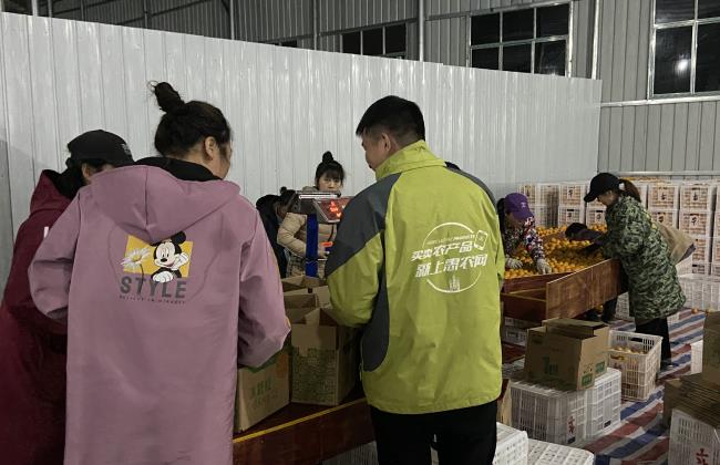 一手產地一手銷地,惠農網月銷麻陽冰糖橙1000萬斤