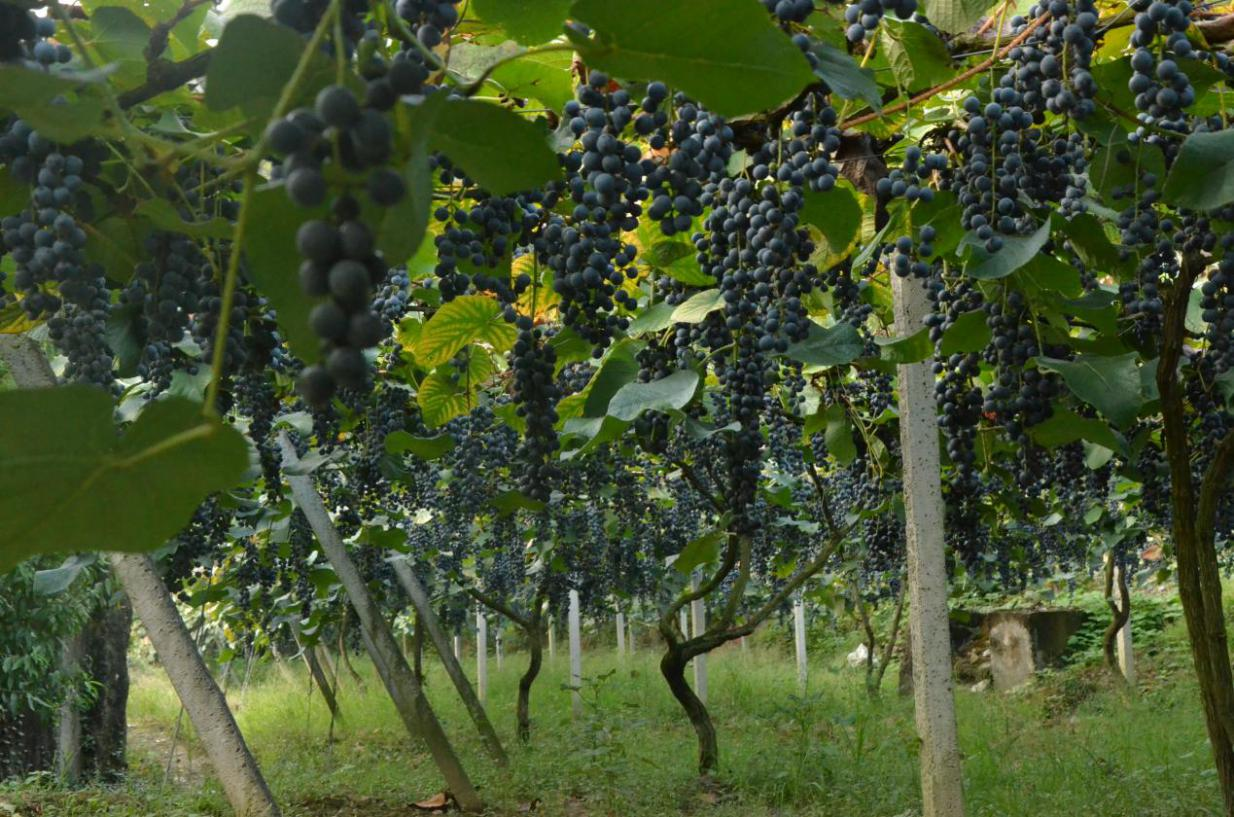 圖片1.png 圖片1.png