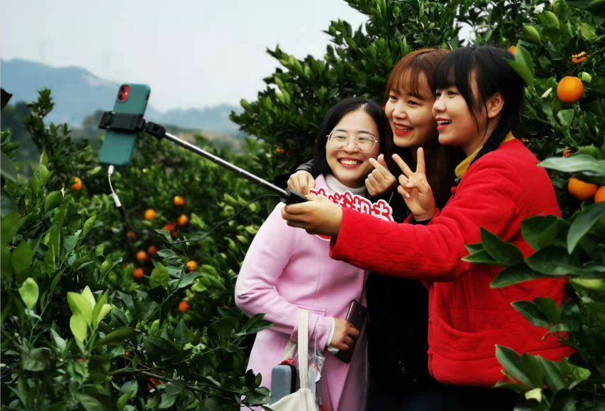 借力電商 產銷兩旺 臨澧“美橙”想更紅