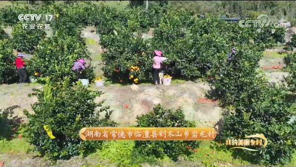 驕傲!惠農(nóng)網(wǎng)助力打造的臨澧美橙登上央視