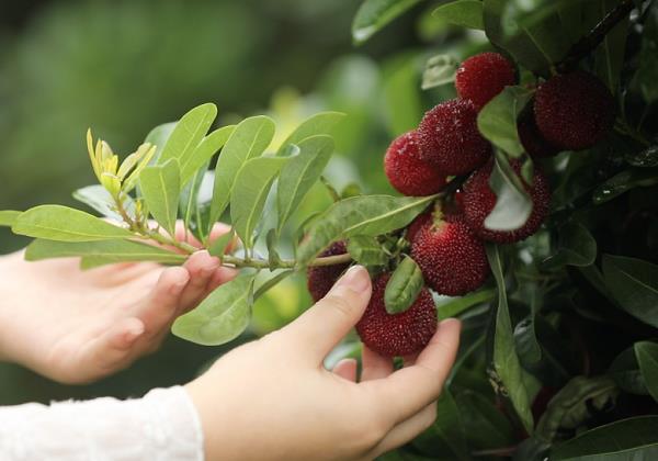 農(nóng)民日報 | 看靖州楊梅如何“穿越時空”?