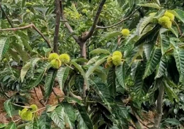 60后“新農人”老付:用“黃金果”在互聯網里“淘金”