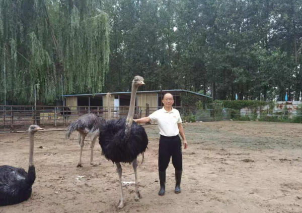 鳳陽“鴕鳥大王”韓見斌：十年培育“致富鳥”，帶動50余戶增收